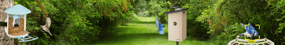 Comederos inteligentes para pájaros