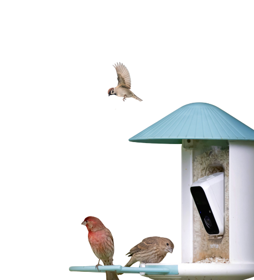 Birdfy